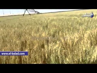 صدى البلد | محصول القمح بمشروع الـ1.5 مليون فدان بالفرافرة ينتظر زيارة السيسي