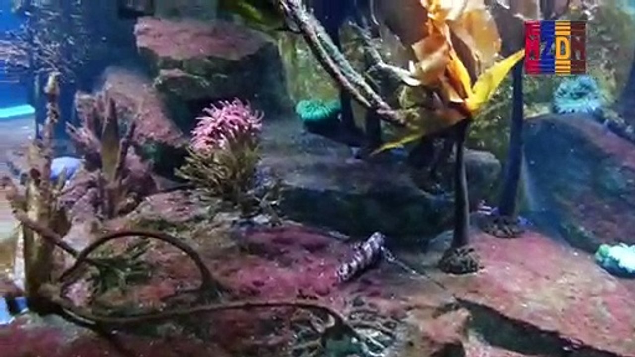 B60- Leopard Shark, Horn Shark, Garibaldi, Kelp Greenling, Rock Greenling, Painted Greenling, Striped Perch, Pile Perch, Opaleye, California Sea Cucumber, Bat Star, Green Surf Anemone, White-Spotted Anemone,