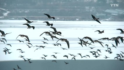 [영상] 쇠기러기 하늘을 날다 / YTN