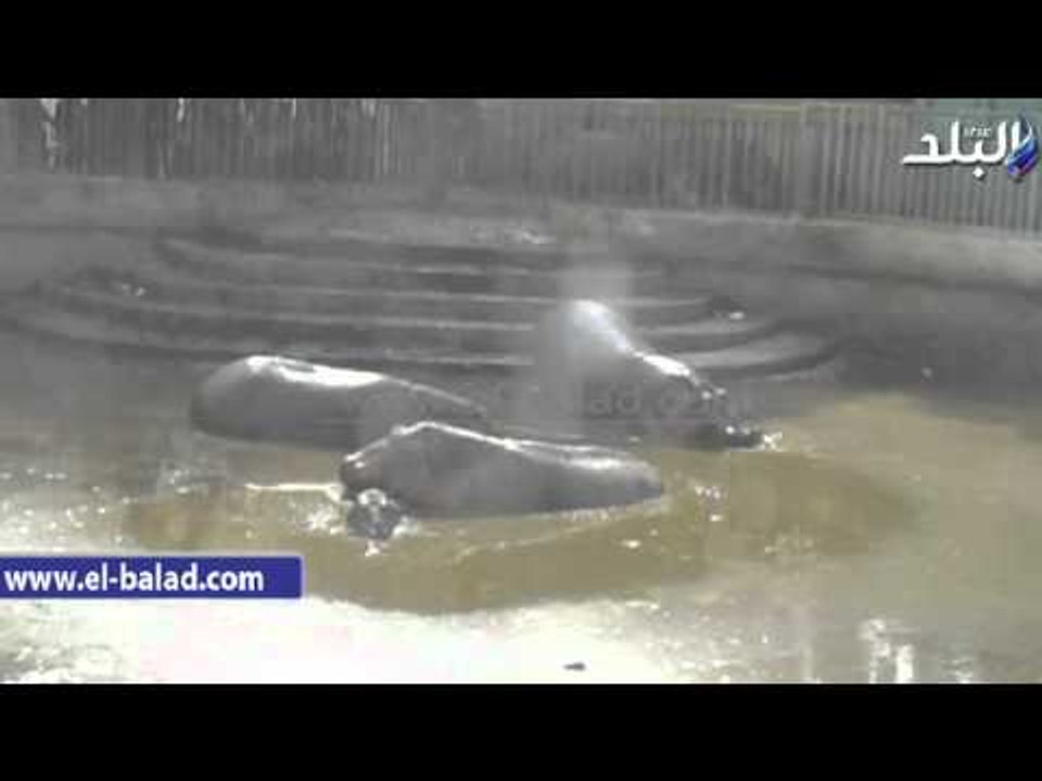 صدى البلد | "صدى البلد" يرصد البحيرة التى شهدت مصرع أنثى السيد قشطه بالفيوم