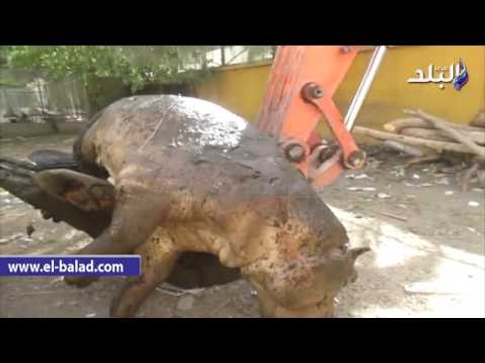 صدى البلد | معركة شرسة تتسبب في نفوق اول حالة لـ"سيد قشطة" في حديقة حيوان الفيوم