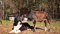Histoire d'amour entre un chien et une vache !