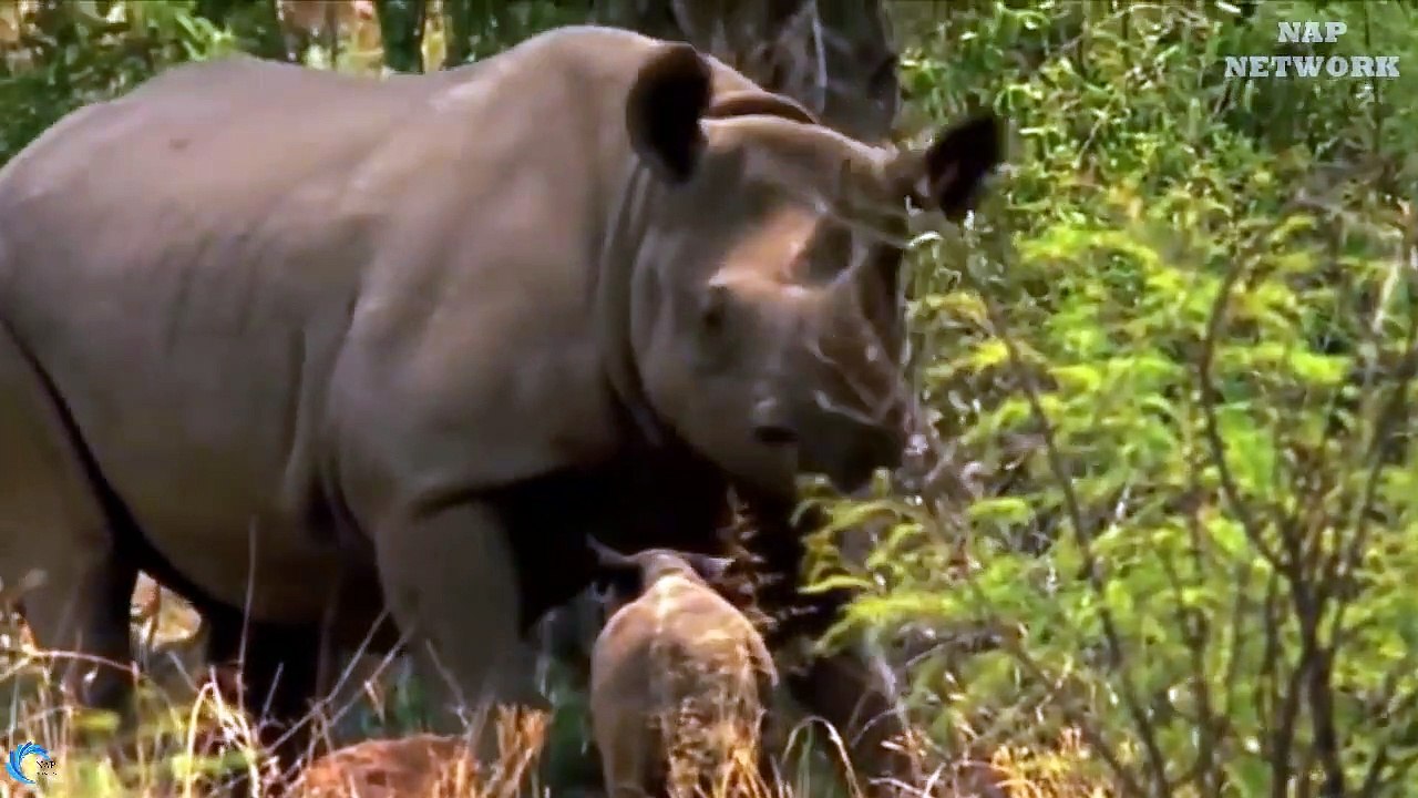 OMG! Rhino Mother destroy 2 Lions rescue baby Lion go territory Rhino steal baby but fail