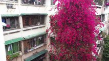 In China, a cascading bougainvillea flourishes thanks to the care of a son honoring the memory of his late father