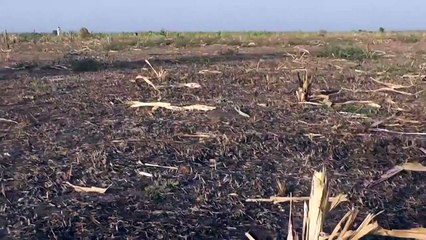 Cameroun: des villageois font face à des raids d'éléphants