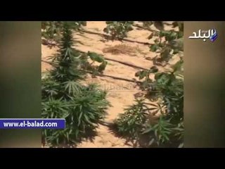 صدى البلد | القبض على فلاح زرع 74 شجرة من نبات البانجو بالبحيرة