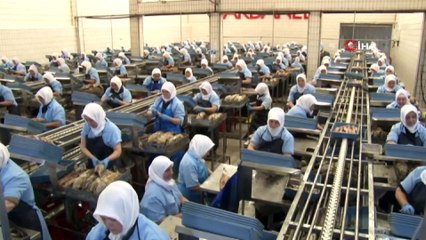 Dardanel Çanakkale fabrikasında istihdam önceliğini kadınlara tanıyor