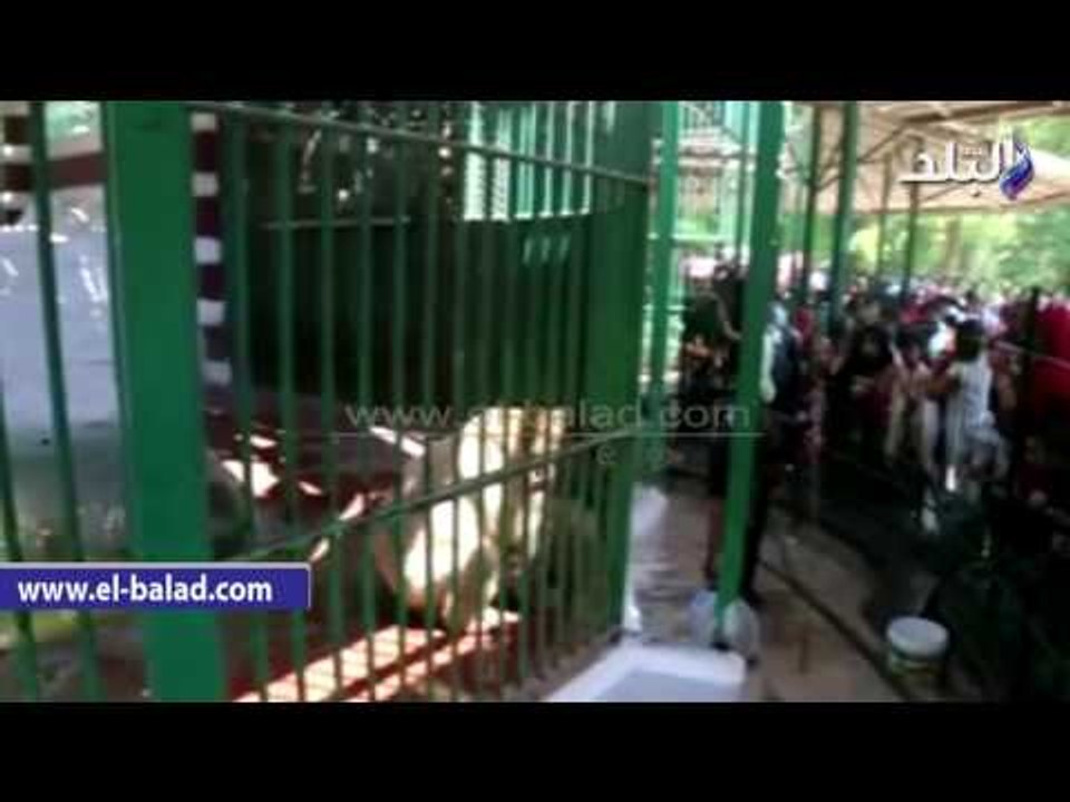 صدى البلد | . التفاف المواطنين حول "الدب الروسى" بحديقة الحيوان