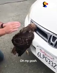 Elle trouve un aigle coincé dans son pare-choc