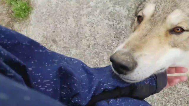 Quoi de plus affectueux qu'un gros loup... Adorable