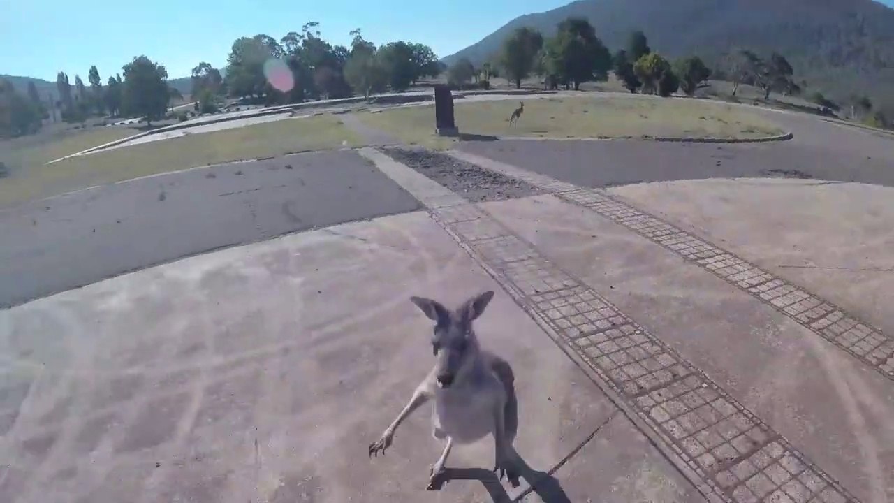 Ces kangourous détestent les parachutistes...
