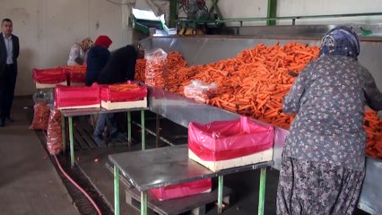 Tarım Orman Müdürü Ekici'den havuç tesisine ziyaret - ANKARA