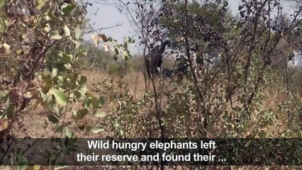 Cameroonian villagers assess damage done by stampeding elephants