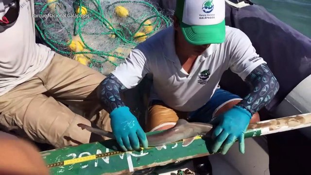 Hallan refugio natural de tiburones martillo en Galápagos