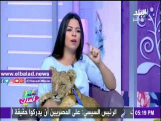 صدى البلد |أسد يلتهم مايك " ست الستات " على الهواء