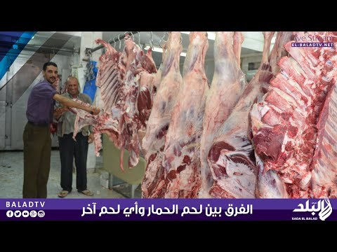 الفرق بين لحم الحمار وأي لحم آخر | صدى البلد