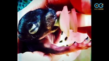 Dr Amy Jo's Wild Life (Part 1)