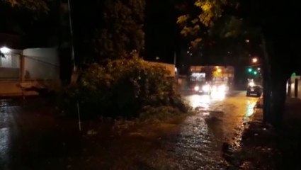 Árvore cai na Região Central e deixa via interditada