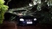 Árvore cai em cima de carro no Bairro Cascavel Velho