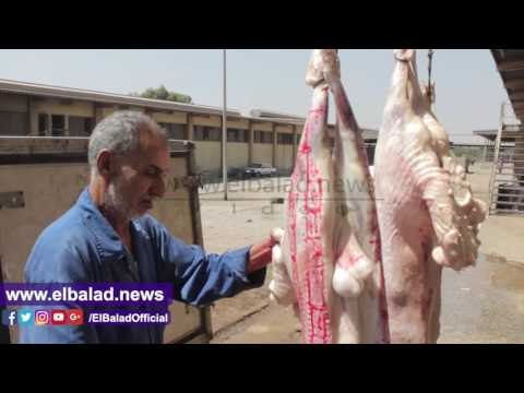 صدى البلد | تعرف على مراحل ذبح الأضاحى داخل المجزر الآلى بالبساتين