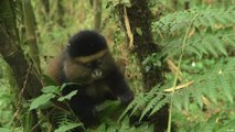 خطر يتهدد حيوانات غينون الذهبية في رواندا