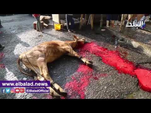 صدى البلد | ذبح الأضاحي بمدبح السيدة زينب