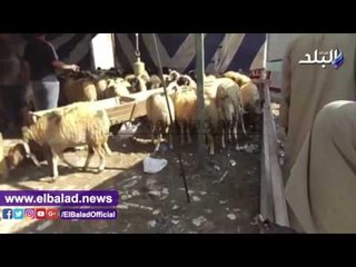 صدى البلد | إقبال كثيف على شوادر "الخراف" لشراء أضاحي العيد.