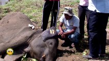 The wounded baby elephant treated by wildlife officers !