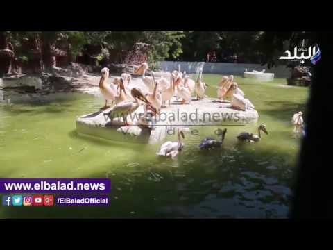 صدى البلد | توافد المواطنين على حديقة الحيوان فى ثالث أيام العيد