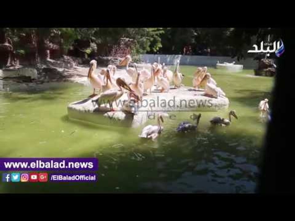 صدى البلد | توافد المواطنين على حديقة الحيوان فى ثالث أيام العيد