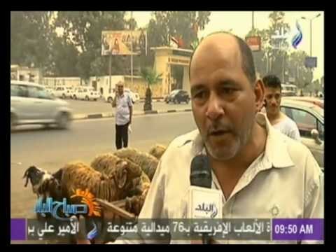 تعرف على أسعار الأضاحي بعد حملة بلاها لحمة وتأثيرها على أسواق المواشي