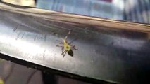 Insects video