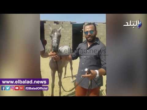 صدى البلد | مربو الخيول الاصيلة خلال المشاركة بمهرجان الخيول يروون كيفية تربيتهم وتغزيتهم للخيول