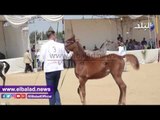 صدى البلد | 120 حصان يشاركون في مهرجان الشرقية للخيول العربية