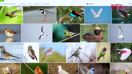 Para la NASA, todas las aves cuentan