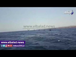 صدى البلد | الحوت الاحدب" يظهر بوادى الجمال