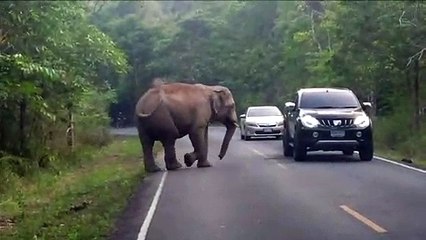 Driver Find Elephant CHARGING! At His Car