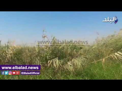 صدى البلد | جزيرة النخيلة بأسيوط...ظلمها عزت حنفي وأهملتها الدولة