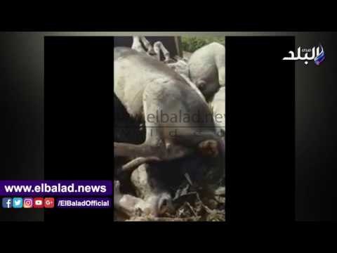 صدى البلد | ضبط 9 حمير مذبوحين قبل بيعهم بالاسواق فى الجيزة..