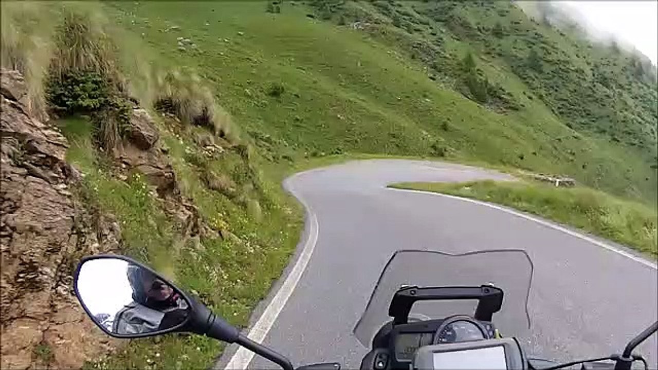 Gavia