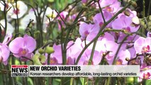 Korean researchers develop affordable, long-lasting orchid varieties