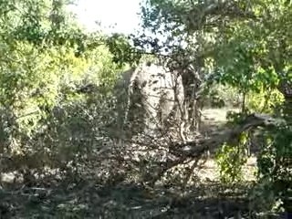 Intimidation d'éléphants