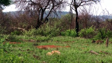 Descargar video: Lion Vs Leopard Vs Mongoose Fight ¦ Most Amazing Moments Of Wild Animal Fights