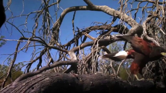 Most Amazing Moments Of Wild Animal Fights and Attack ¦ Eagles vs Mouse - Eagle Hunting Fail