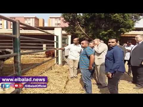 صدى البلد | رئيس جامعة بنها يتفقد مزارع الإنتاج الحيوانى والزراعى