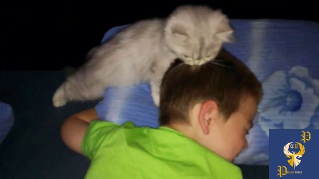 Cats Alarm Clocks - Cats Waking Up Their Owners Part 3