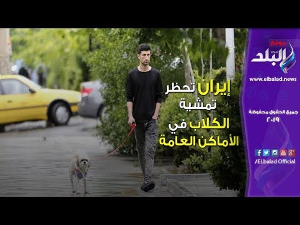 صدى البلد | إيران تستهدف الكلاب بقرار مثير للجدل