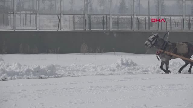Erzurum Tek Gözlü 'Dadaş', 4'üncü Kez Şampiyon Oldu