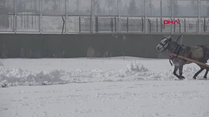 Erzurum Tek Gözlü 'Dadaş', 4'üncü Kez Şampiyon Oldu