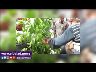 محافظ الفيوم يغرس الاشجار بميدان المسلة